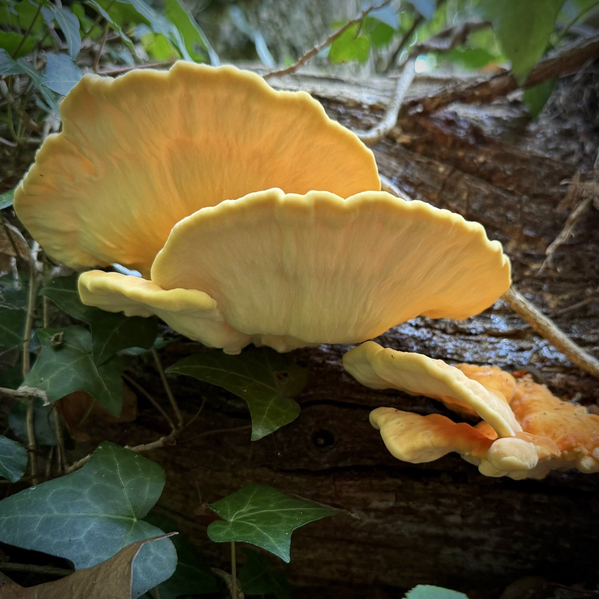 Chicken for breakfast! #FungiFriday