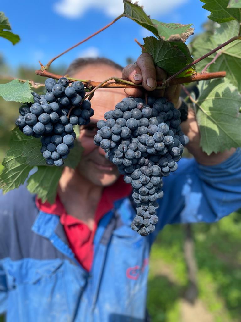 FFriulane's tweet photo. Az. Agr Foschiatto. Siamo a Ravosa-Magredis, .. tra le sconfinate campagne, gli ordinati filari del vigneti dell'azienda, che coltivati con passione e dedizione.. danno  ogni anno ottime uve, trasformate in vini di qualità!
Li trovi qui! https://t.co/2Xy5QZXBkC https://t.co/fwh8SfyLAr
