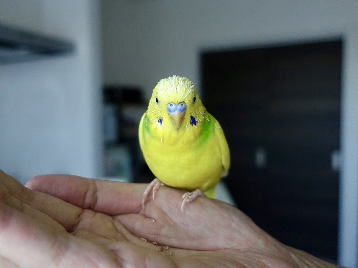 【3767】ボクらもゆるゆるイケおじコンビ？🐤👴
#アメブロ　＃セキセイインコ 
 ameblo.jp/sekisei-house/…