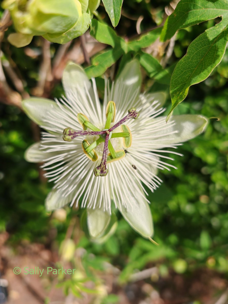 ArtQuartet's tweet image. Passiflora, passion flower or passion vine.

#seasons #nature #summer #flowersonfriday #flowers #journal #photography #painting #writing
