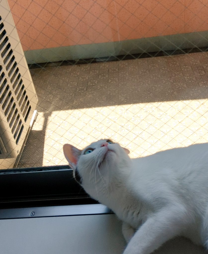 menma0819's tweet photo. カナブンさんいらっしゃい。
※にがてな方むけ、切取加工でご覧ください。

飽きたの見計らっておかえりいただきました。
#猫
#猫のいるしあわせ 
#猫まっしぐら
#視神経脊髄炎
#難病 https://t.co/NId0DmbBS5