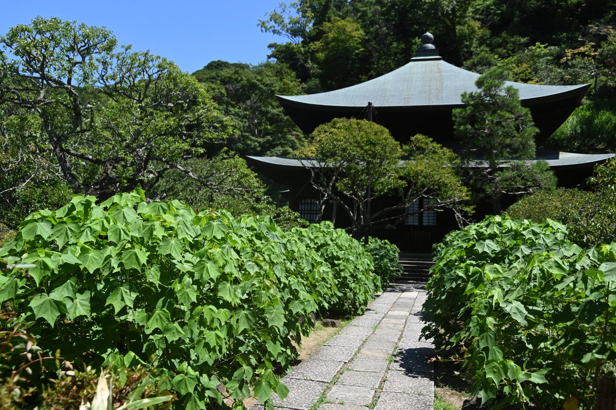 kamakura_kyokai's tweet image. 二階堂にある #瑞泉寺。 参拝受付周辺の色々な種類の #ムクゲ が見頃です。 参道の石段手前から境内にかけて大部分が木陰にあり、しばし暑さを忘れてゆったりと参拝できます。仏殿前のフヨウが大きくなってきました。花はまだ大分先になります。 このほか画像はありませんが…