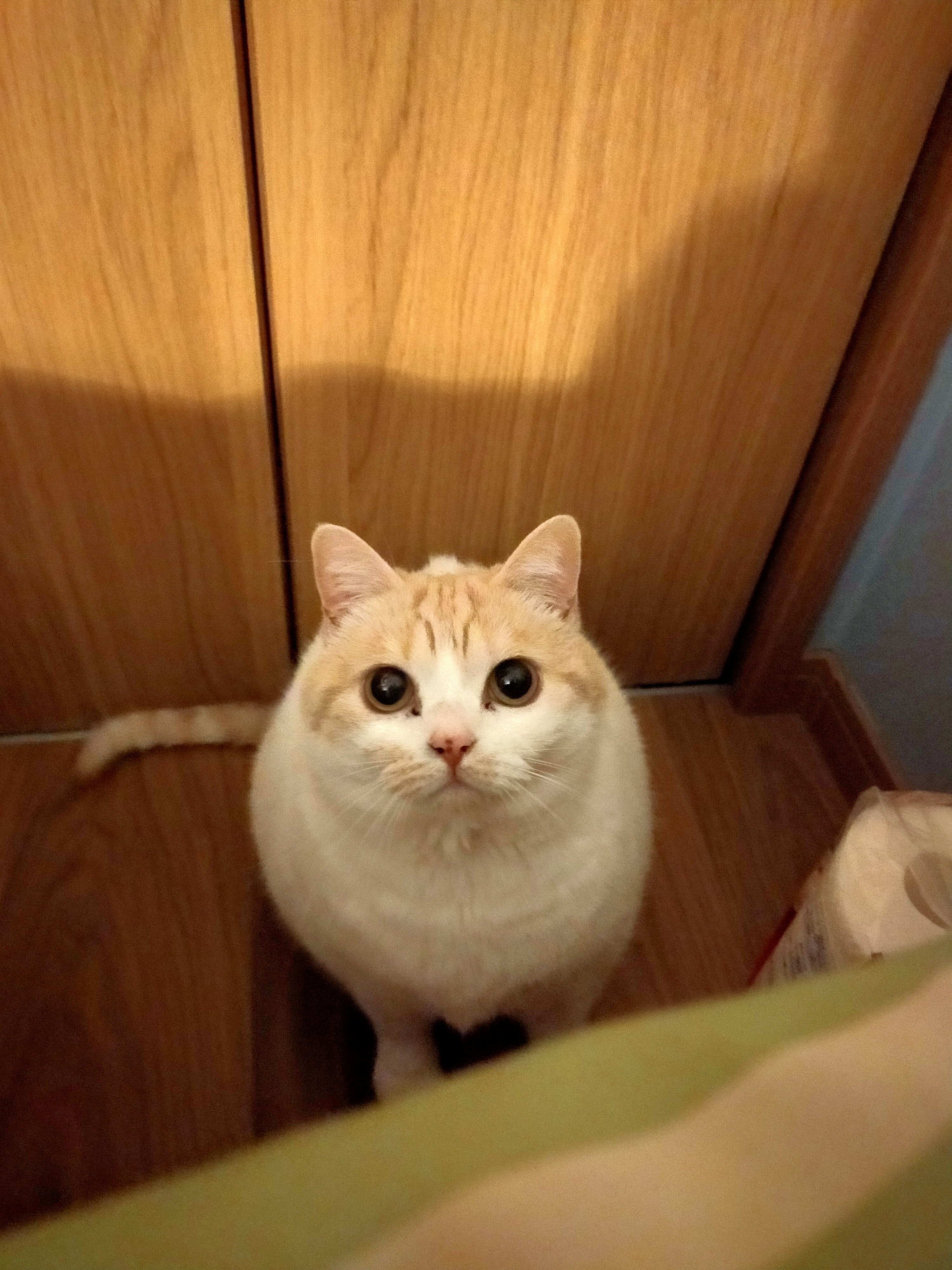 まさねこ まさまさ(猫) on X: 