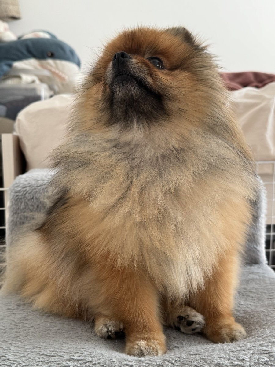 jun_pomeranian's tweet image. ブラッシングしたての胸毛をアピールするポメラニアン
