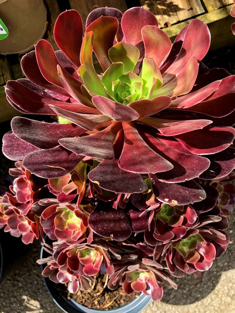 The #aeonium ‘arboeum velour’ is drought resistant &amp; offers colour all year round
#gardencentre #since1983 #socialenterprise #camdentown #northlondongardeners #gardenlovers #trainingandemploymentopportunities #house_plant_ community #plantsofinstagram