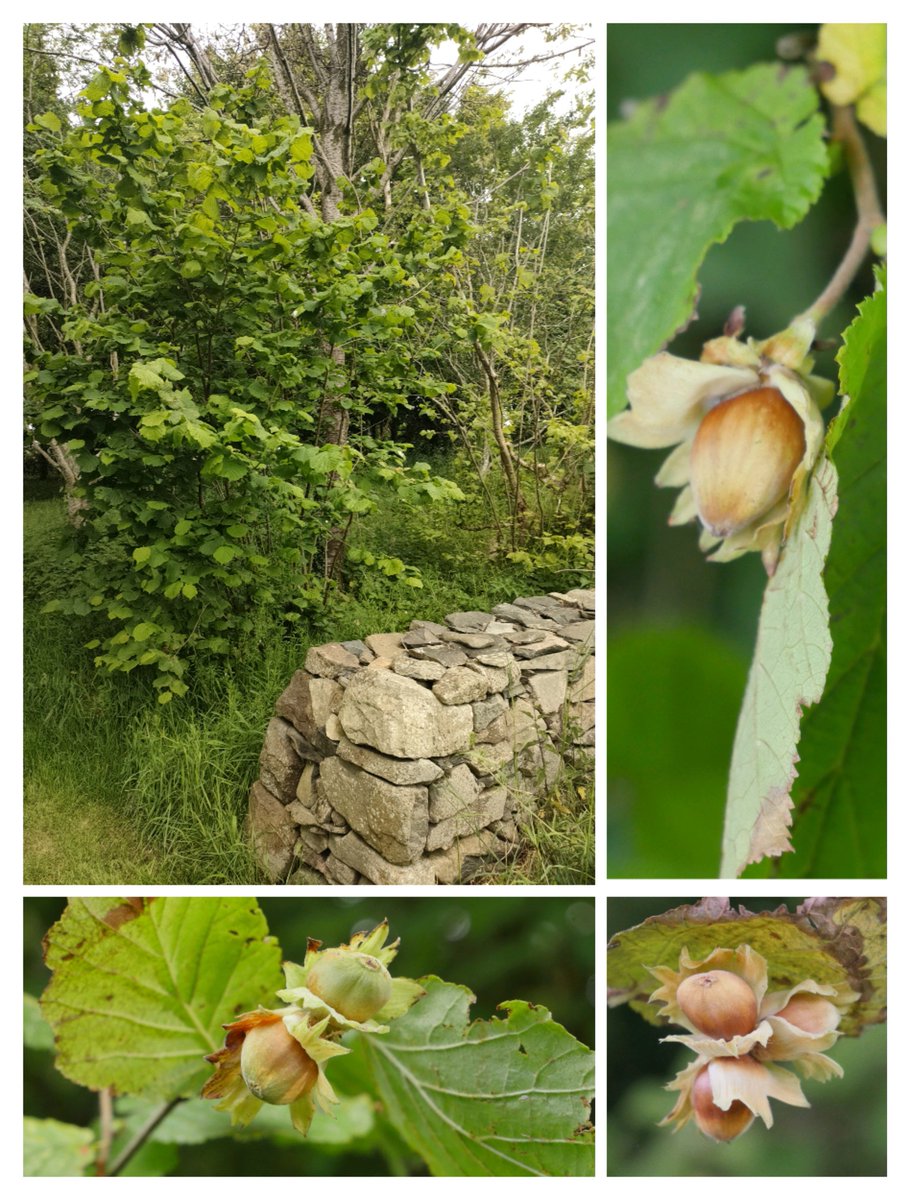 Tree_Folklore's tweet image. In Irish the Hazel tree is known as &quot;Coll&quot; 🌰🌿

NoLeft alone they live for about the same length of time as we do, but when coppiced, either naturally or by humans, they regenerate, their hourglass refills, and they simply do not grow old ⏳ 

They are potent when it comes to…