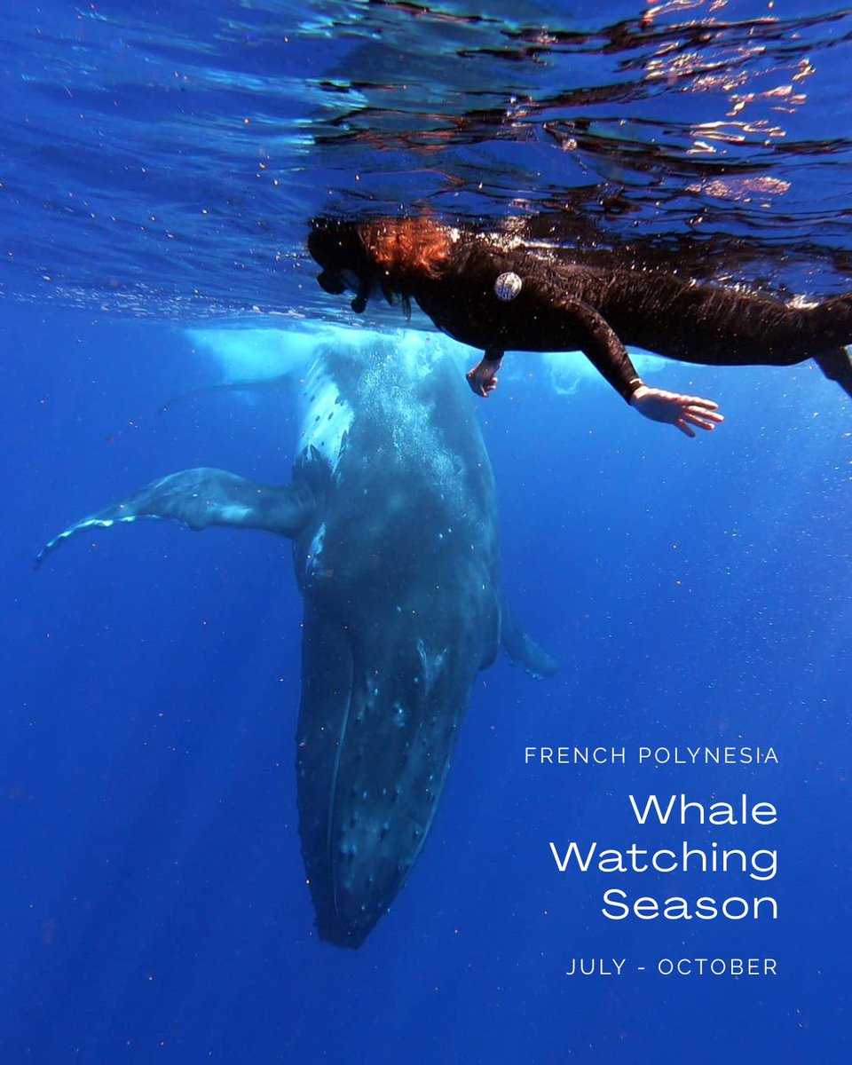 SEAL_SUPERYACHT's tweet photo. Calling all Superyachts!

Experience the breathtaking beauty of French Polynesia during the Whale Watching Season, running from July to October! 🐋

#FrenchPolynesia #CrusingDestinations #Superyachts  #SealSuperyachts #WhaleWatching https://t.co/SojO5fFDpn