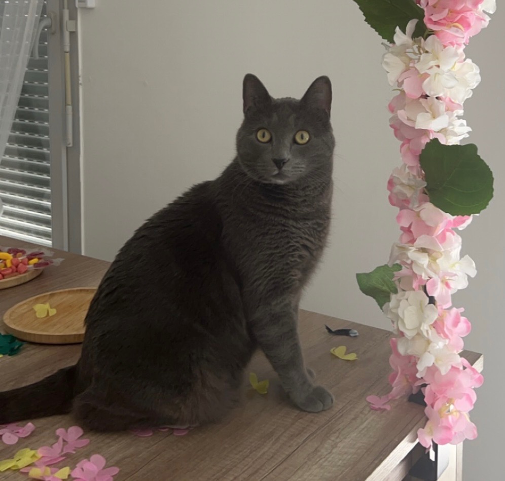 Faites que la magie des réseaux fonctionnent...
Il est sorti en ouvrant la porte d'entrée ce matin, c'est le chat de ma chérie, il est tout gris, et se trouverait a Marseille dans le 13eme arrondissement (plutôt quartier des Olives) merci de partager et de me DM si vous l'avez cu