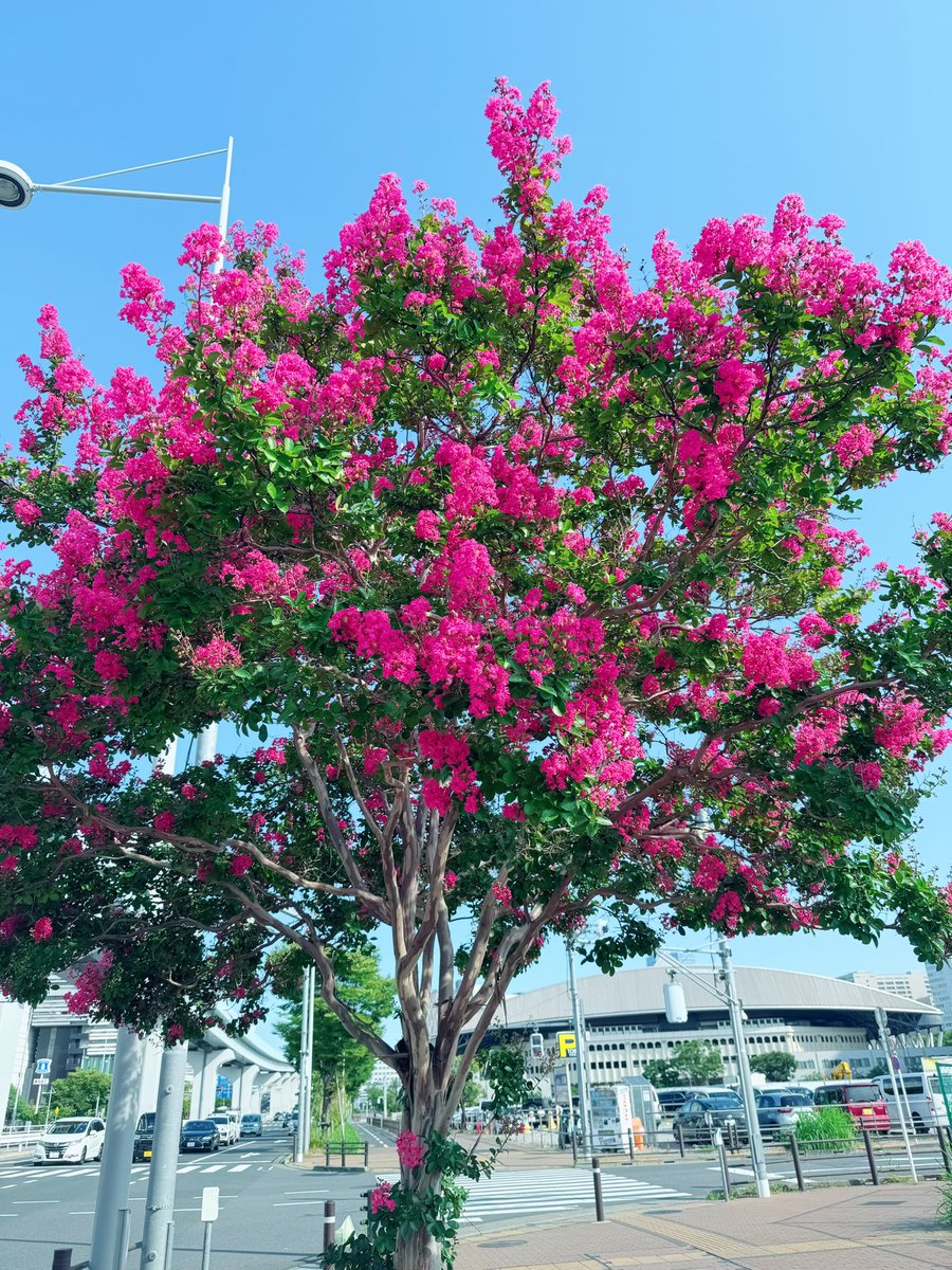 atmanbow_staff's tweet image. あまりの暑さにクラクラした時に出会った百日紅の木。
ちからいっぱい咲き誇るかわいいお花に元気をもらいました☺️