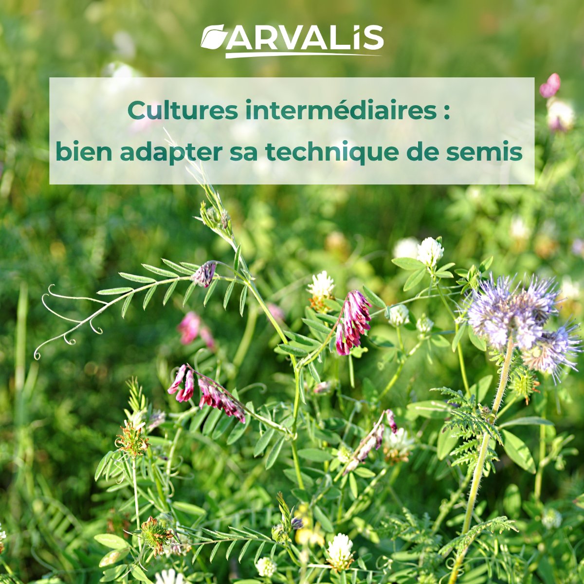 🌾 Semis de cultures intermédiaires : quand et comment intervenir ? 

🔎 En savoir plus arvalis.fr/infos-techniqu…