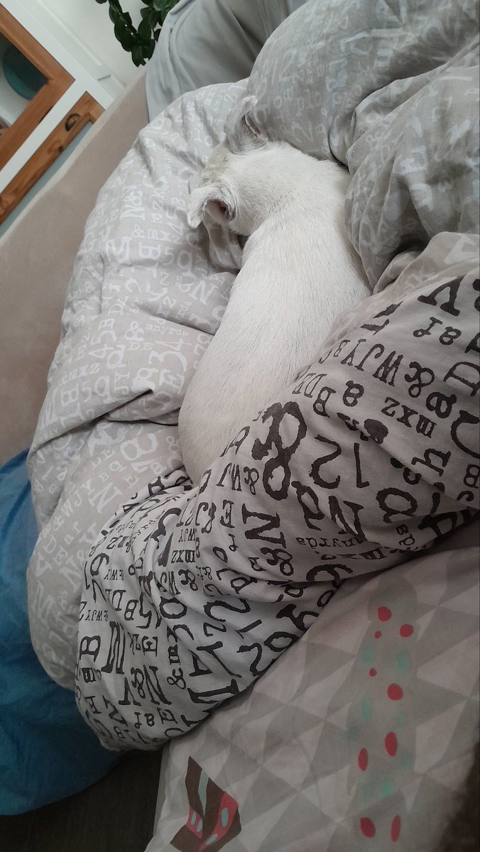 On regarde charmed avec le petit chien