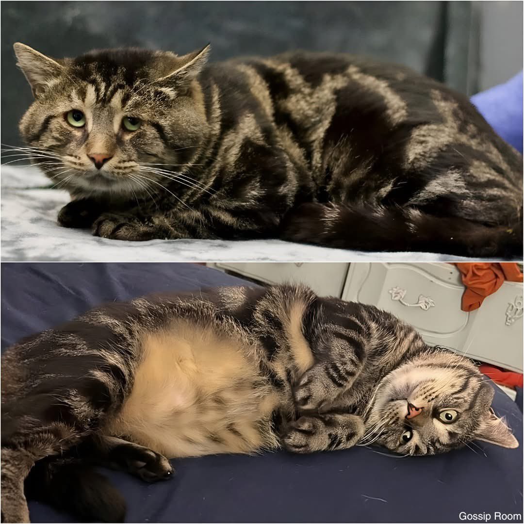 GossipRoomOff's tweet image. 🚨 Fishtopher, un chat recueilli dans un refuge du New Jersey, est devenu une star sur les réseaux sociaux après la publication de sa fiche d’adoption le décrivant comme "triste et déprimé".
Touchés par son histoire, Laura et Tanner ont parcouru plus de 150 km depuis Baltimore…
