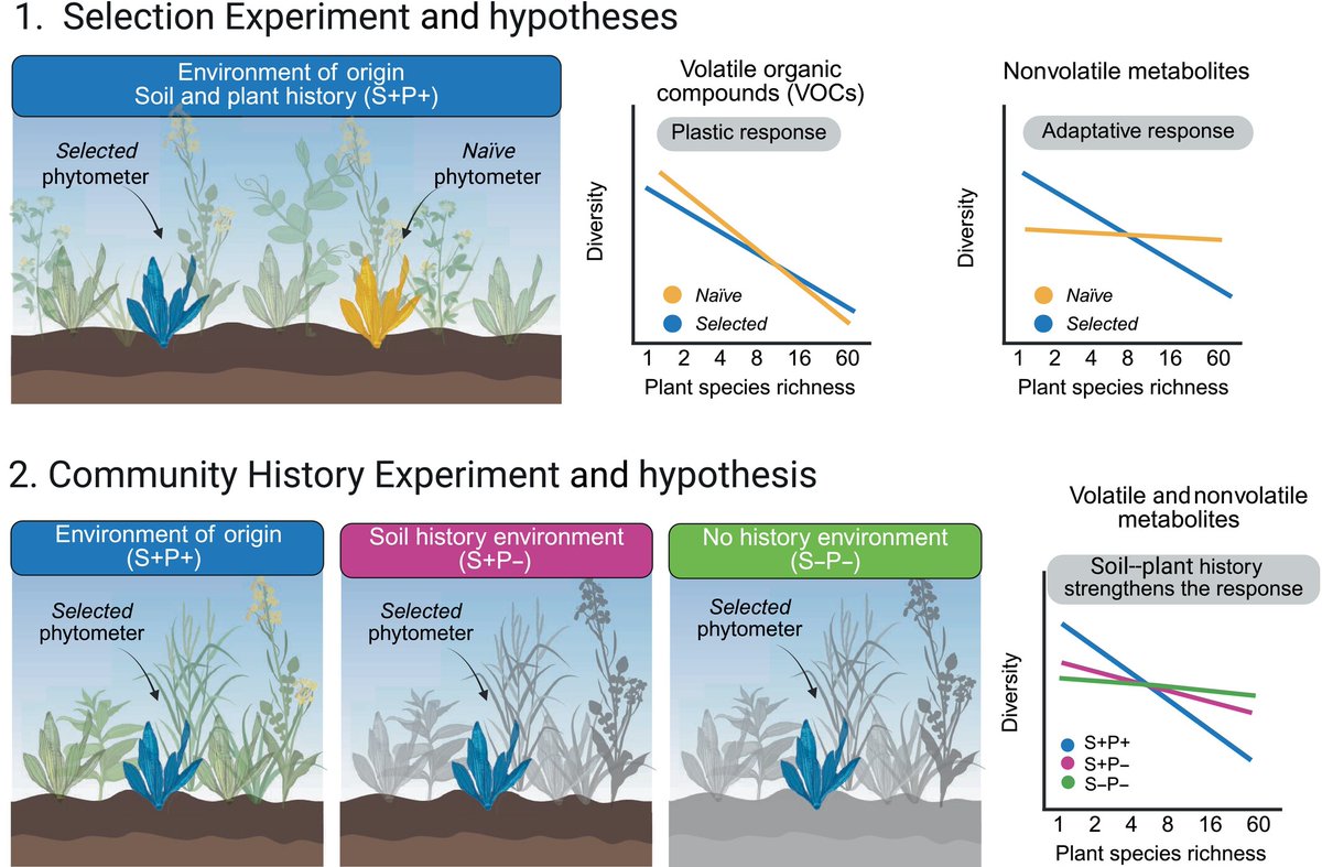 NewPhyt's tweet image. Selection strengthens the relationship between plant diversity and plant metabolome
Medina-van Berkum et al.
📖 nph.onlinelibrary.wiley.com/doi/10.1111/np…