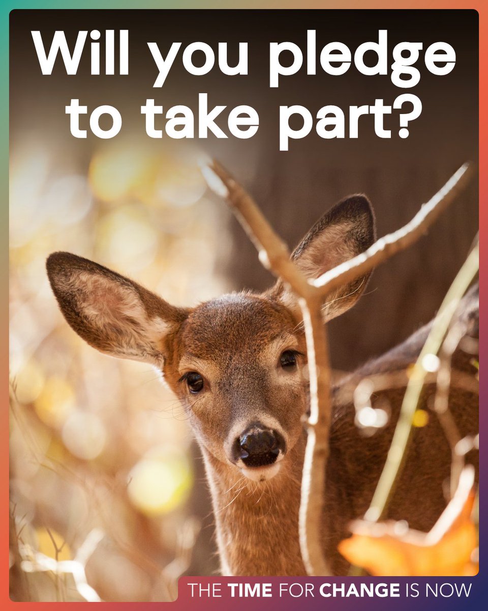 LeagueACS's tweet image. The government has announced that a public consultation on hunting with dogs is expected and we must be ready. 

Pledge to take part and we will notify you as soon as it opens 👉 leagueacs.co.uk/bm284 

#HuntingWithDogs #EndHunting #TimeForChange