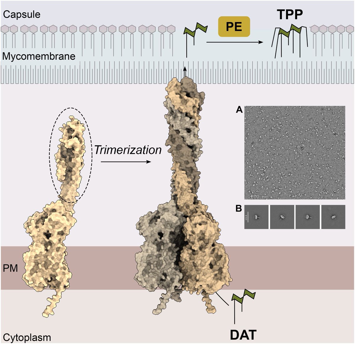 FEBS_Letters's tweet image. How is the mycobacterial transporter of trehalose polyphleate precursor, #MmpL10, assembled?🤔
In a recent study, Mickaël Blaise et al. report that oligomerization is driven by a coiled-coil domain, and oligomerization may be a common feature of this family of transporters.…