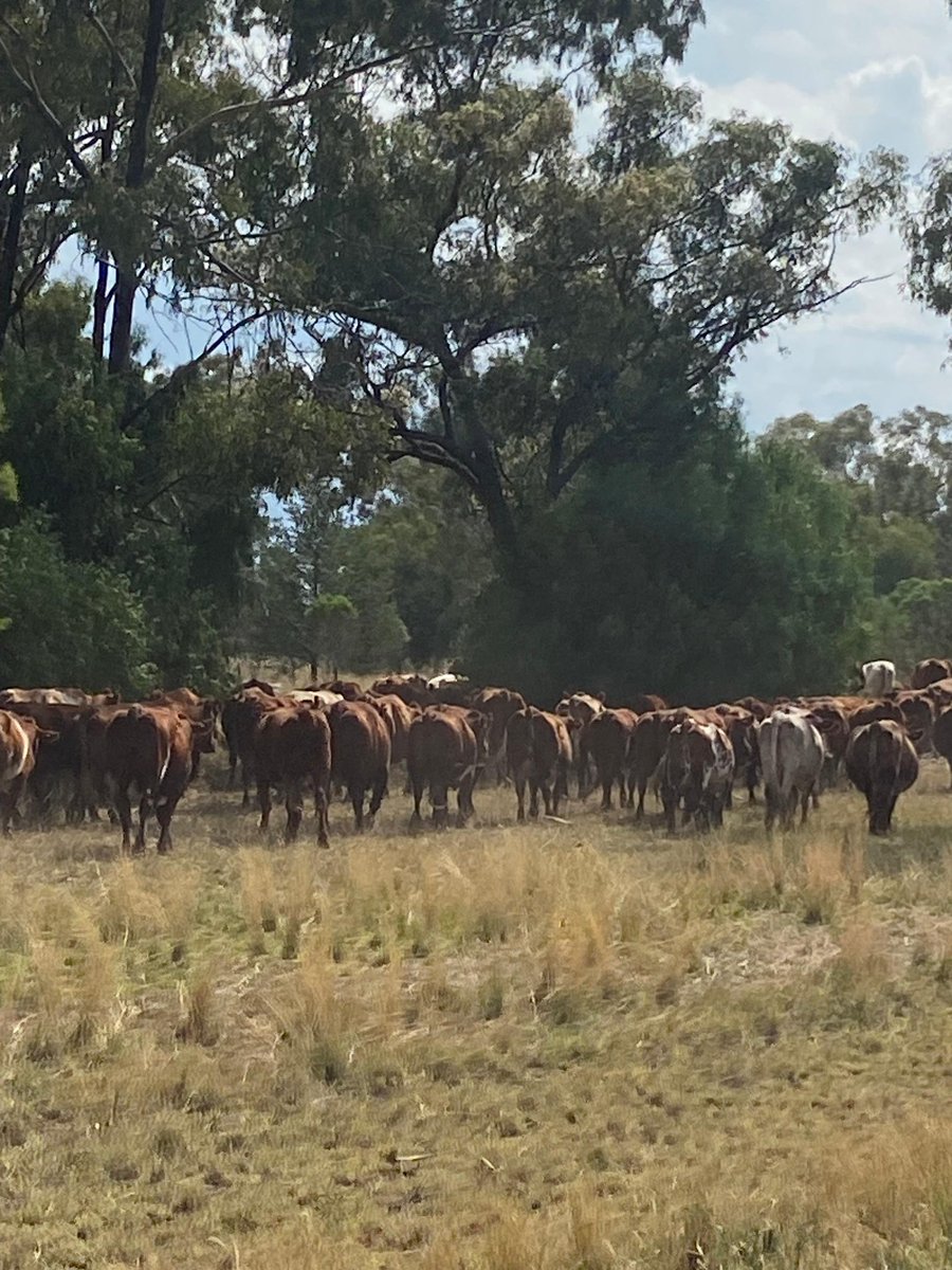 M_McCormackMP's tweet image. The decision to let US beef into Australia is just the latest in a long rap sheet of questionable decisions made by Labor against the interests of regional Australians, and our farmers and communities deserve better.
Read my media release: michaelmccormack.com.au/australian-bee…