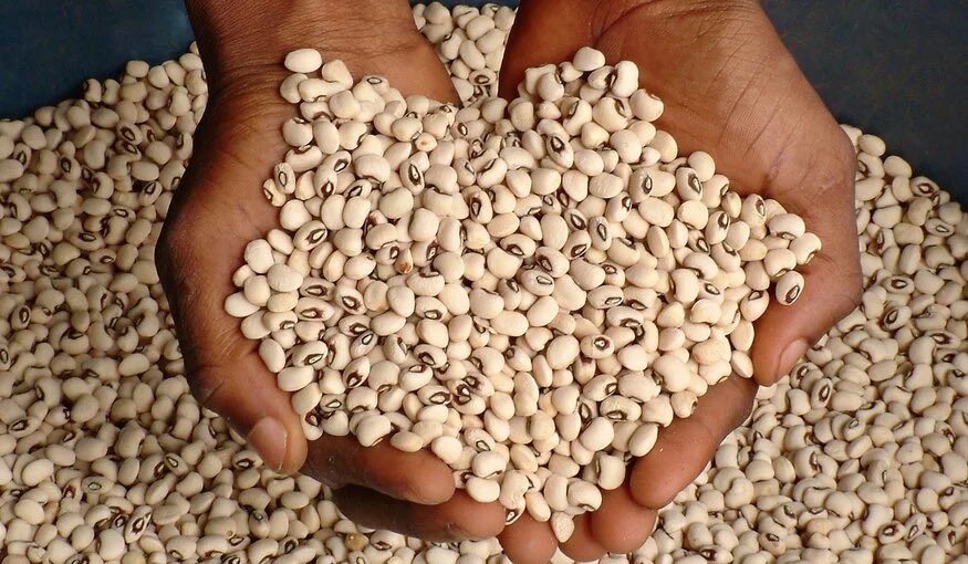 Blacksanta91's tweet image. Irrespective of whether You Support GMO or Not, just know the Beans You Eat Daily is Currently a GMO Beans
The variety, known as SAMPEA 20-T, is Engineered to Resist the Pod-Borer Pest.