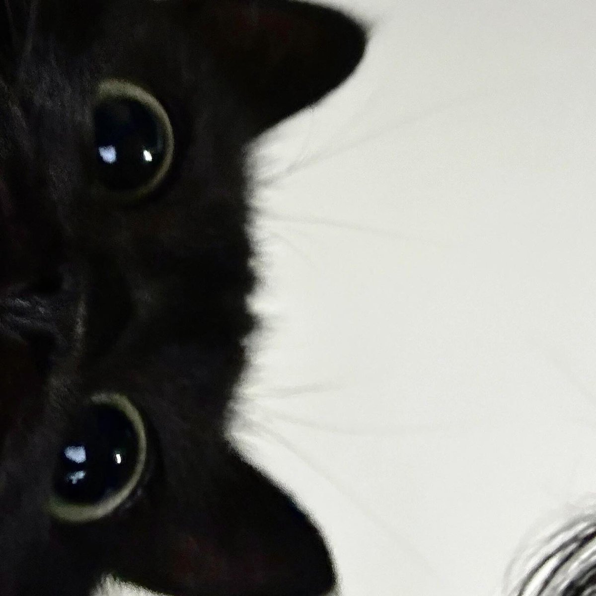 Pingikyu's tweet image. Guten Morgen ihr lieben Bümchen! ♥️
Seid ihr bereit für das Wochenende? 😄✨️