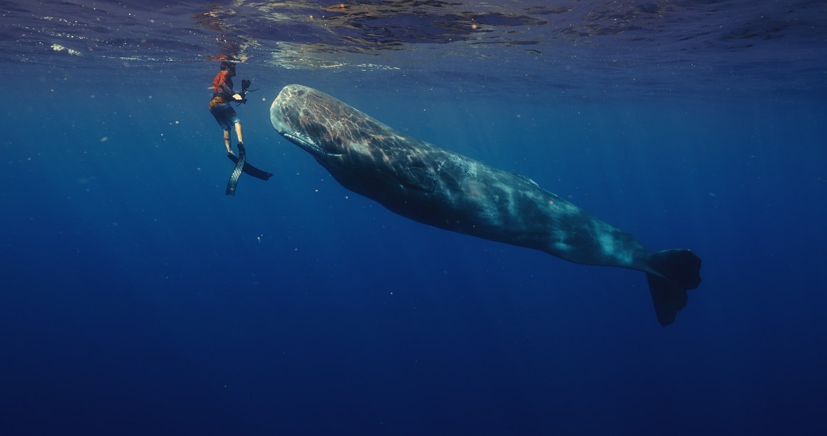 pintscope's tweet image. /
『#パトリックとクジラ 6000日の絆』
トークイベント付試写会
10組20名様ご招待🎁
\
野生動物映像の世界で
活躍するカメラマンと
クジラの交流を描く
ドキュメンタリー🐳🌊
📝応募方法(7/30〆)
①@pintscopeをフォロー
②このポストをリポスト
当選はDMで📩
詳細👇
pintscope.com/preview/presen…