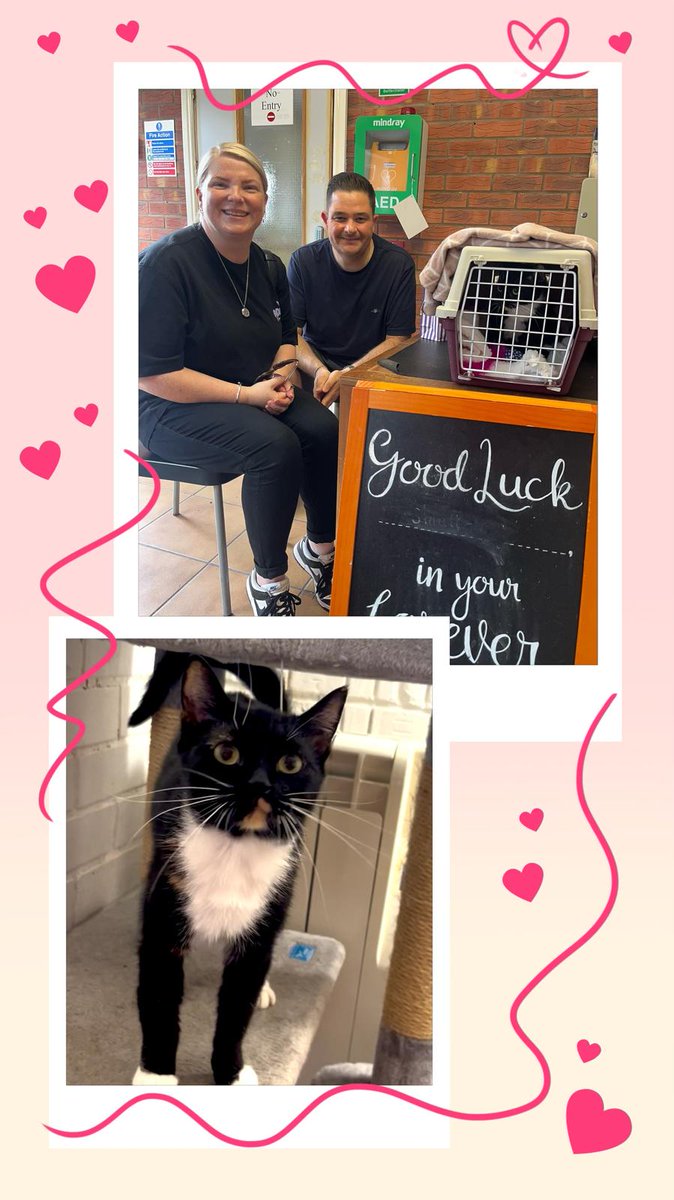 AlvinASBO's tweet image. Pawsome news πΎπ
Meow meow! Beautiful Mini Oreo πββ¬π§‘ found her purr-fect new home π‘ New cat family has given her the warmest welcome. Time to Shine and Celebrate! ππ₯³
