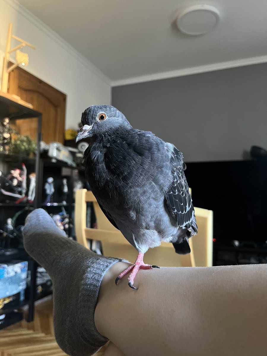 Tufnica je prava pozerka.

Ligamenti su zaceljeni, sve je okej, idemo dalje