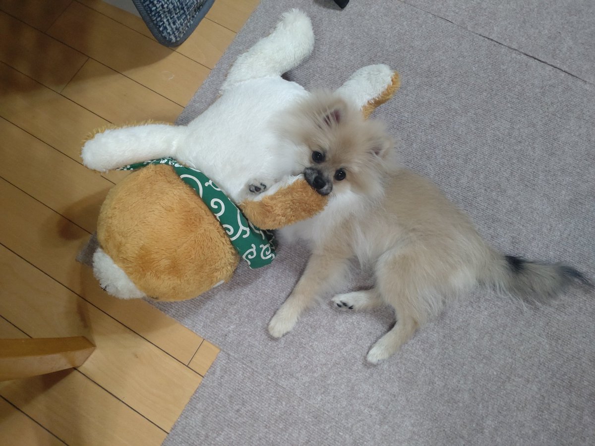 ポメ吉 (@pomekichi065) / Posts / X