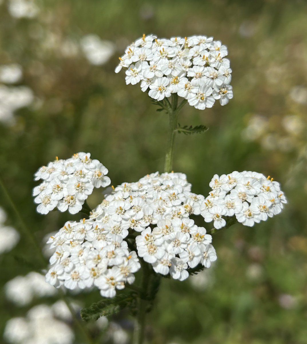 Achillea
Wild, graceful, unstoppable.
How do you bloom when no one’s watching?
