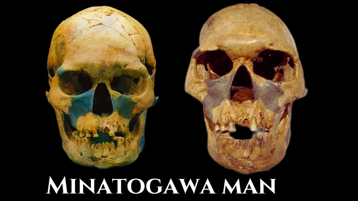 highlycited's tweet image. Same skull can look very different from different angles...