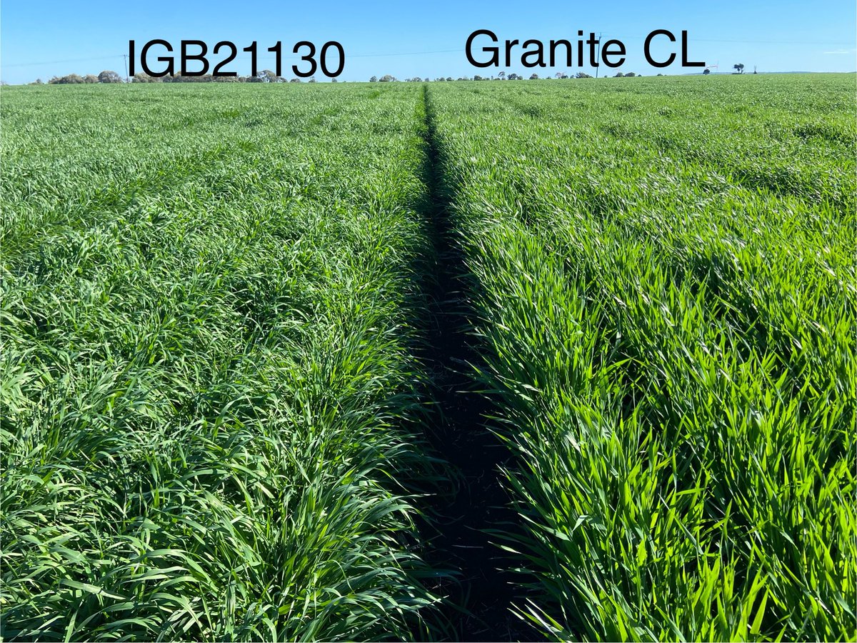 Correction, IGB21130! Looking great at the North Star NVT next to Granite CL