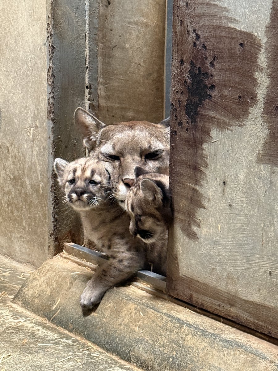盛岡市動物公園 ZOOMO (@moriokazoo) on Twitter photo 【ピューマを応援して下さる皆様へ・7/25】本日で生後1か月半!
No.19メス:日中人工哺育・夜間家族と合流(ミルクより肉!で体重増加中)
No.20・21オス:終日母親授乳(肉に興味あり)
※産室の外の世界に興味津々のオス2頭。母親を押しのけて登場。
#今日のニーナ #今日のタフ #ピューマペア 【ピューマを応援して下さる皆様へ・7/25】本日で生後1か月半!
No.19メス:日中人工哺育・夜間家族と合流(ミルクより肉!で体重増加中)
No.20・21オス:終日母親授乳(肉に興味あり)
※産室の外の世界に興味津々のオス2頭。母親を押しのけて登場。
#今日のニーナ #今日のタフ #ピューマペア