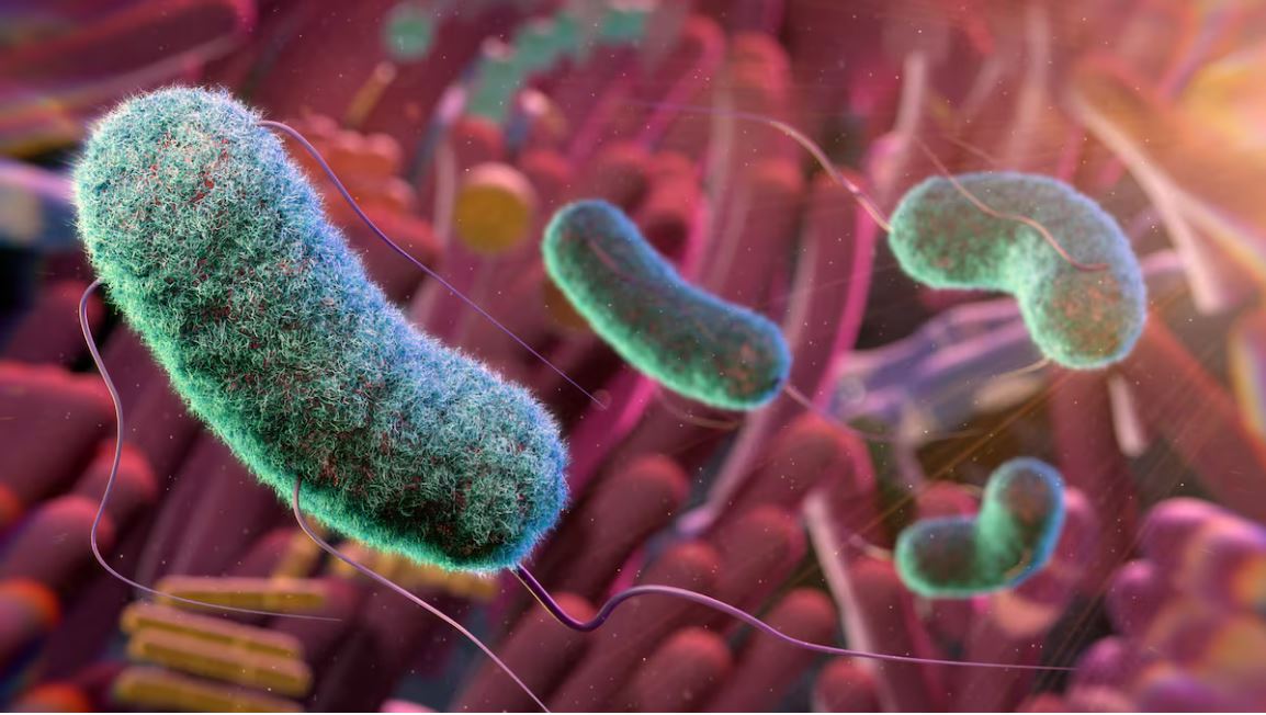 hbellvitge's tweet image. 👉Sobre l’estudi que revela l'existència d'un sistema sensorial que permet als microbis intestinals comunicar-se amb el cervell i influir en quant mengem i durant quant temps ens en parla la Dra. Claudia Arajol, facultativa del Servei d’Aparell Digestiu de l’#hbellvitge en aquest…