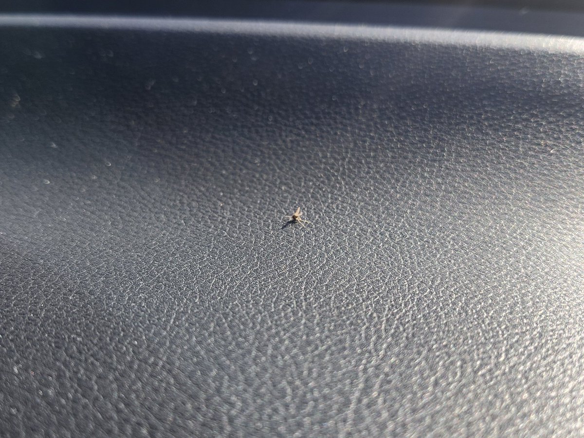 konbdora's tweet image. 車内に閉じ込められていた蚊がダッシュボードの上で焼け死んでいる　

今日1日ずっと暑かった　本当に暑かった