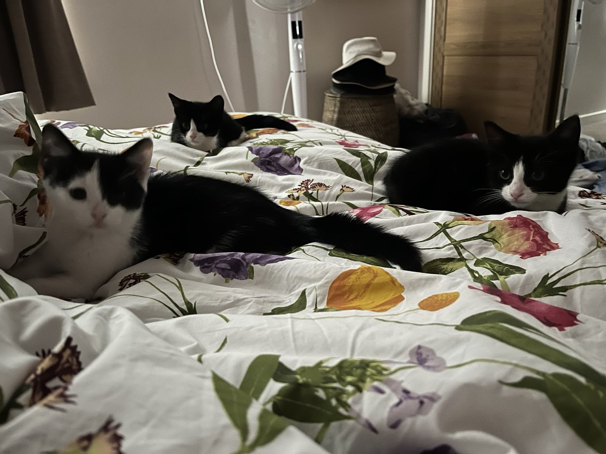 owenclark3's tweet image. The committee is in session.
First item on the agenda: get up, Mum
#catsoftwitter