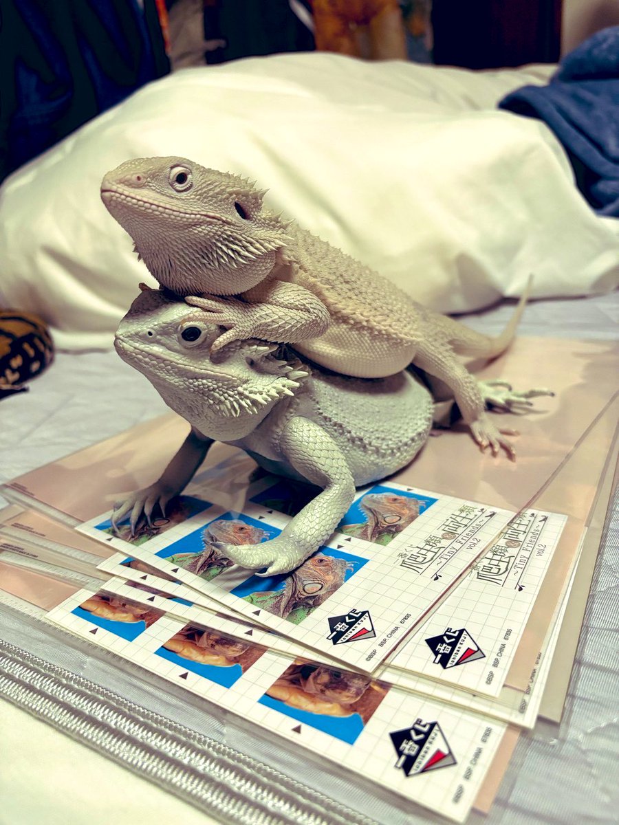 kami06sky's tweet image. 無事当たりました
#爬虫類くじ