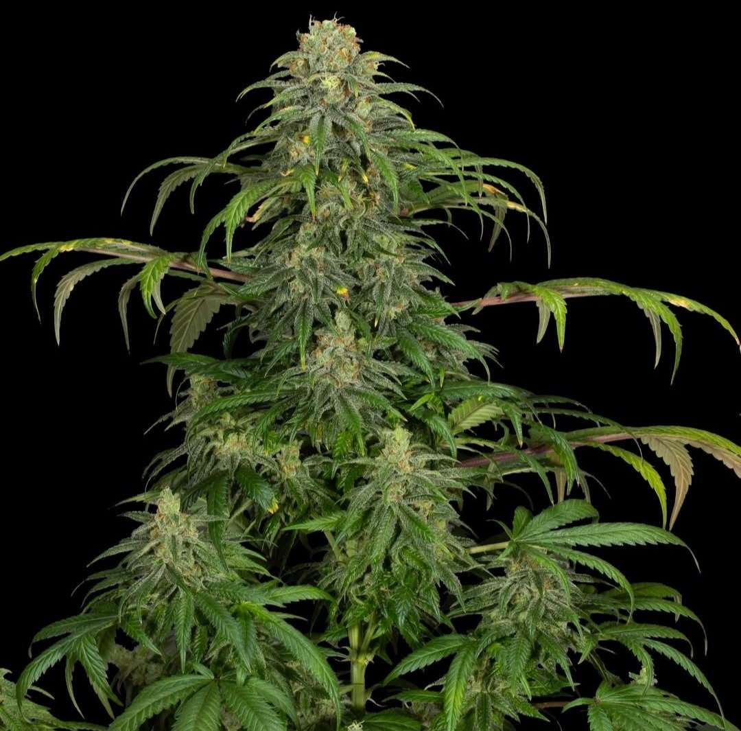 Kannabia_Samen's tweet image. SUNSET SHERBET von #KannabiaSeeds 🌱 @KannabiaSeeds @IntKannabia
📷 Dankeschön, @Greenseedtests !! 🙏💯😍🙌💚
kannabia.com/de/feminiziert…
#Rabattcode " FEM45 " (🛒👉 -45% #Rabatt)
#cannabisculture #WeedLovers