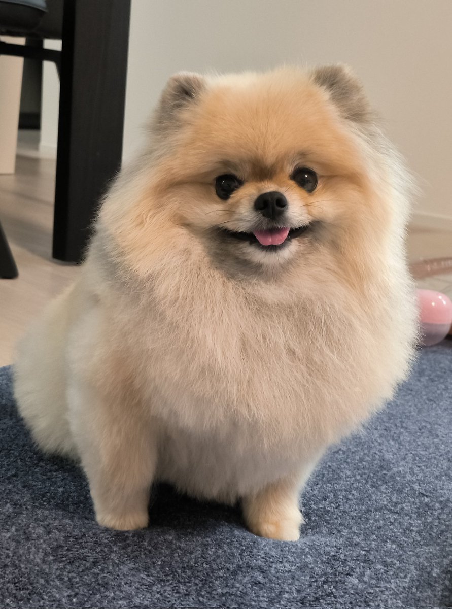 pome_boss0519's tweet image. 耳が出てきたよ〜🦭