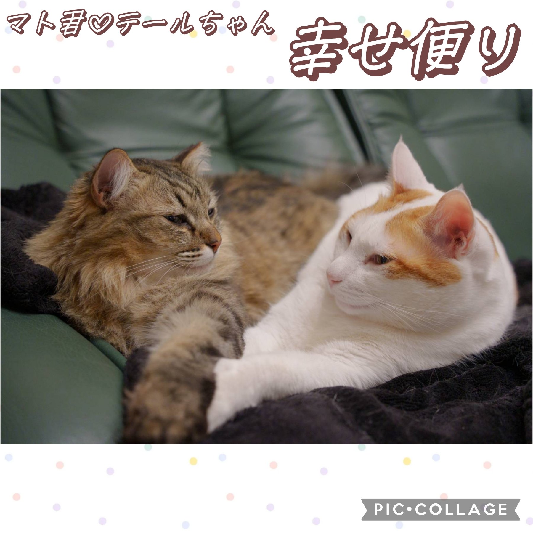 保護猫ちゃん　お幸せに maxresdefault.jpg