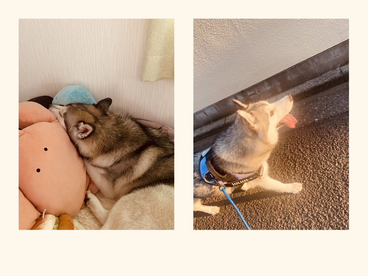 Loxy_husky's tweet photo. これをL版で印刷するだけで、チェキになる！ https://t.co/bDBoKozhQH