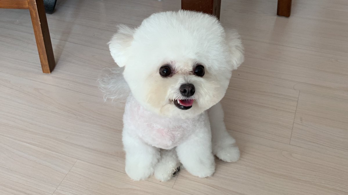 sem2_world's tweet image. 미용하고 온 강아지 보실분