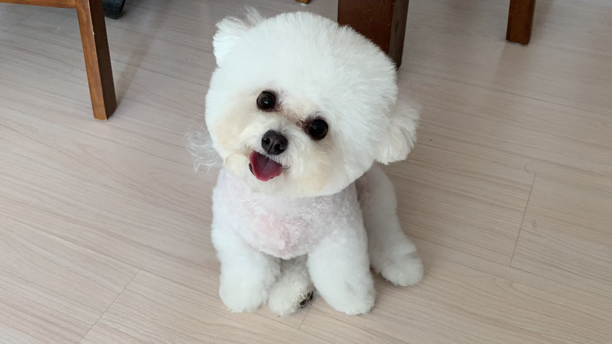 sem2_world's tweet image. 미용하고 온 강아지 보실분