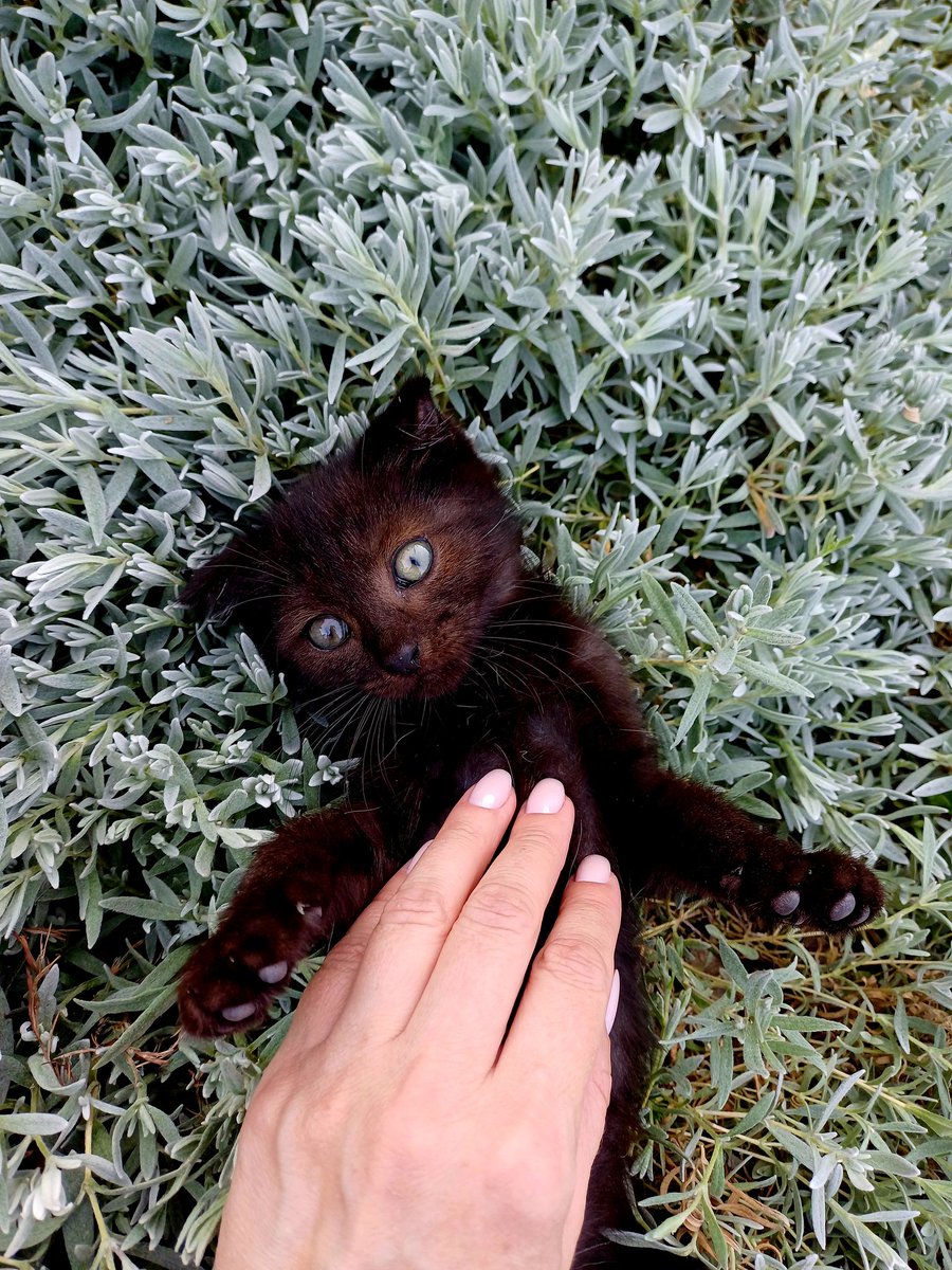 NNadi6781's tweet image. Знакомьтесь, это Марсик!