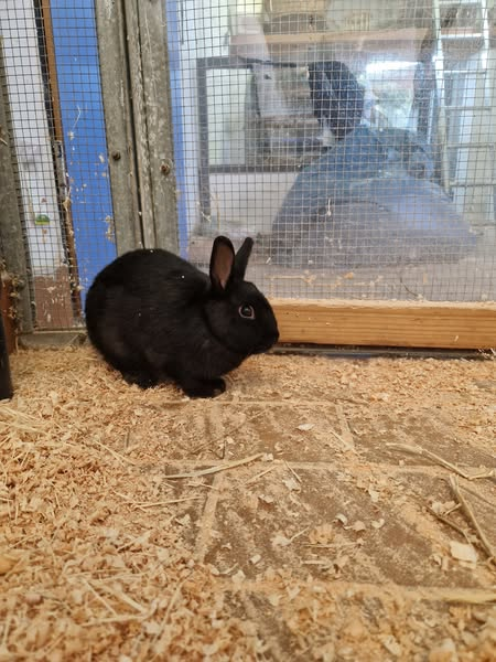 yolandaschultes's tweet image. Celle · Boye 29223
Fünf Kaninchen im Wald ausgesetzt.... zwei schon verstorben!!!
Tierheim Celle Kopie:
Gestern wurden 3 schwarze Kaninchen im Wald zwischen Boye und Kl. Hehlen gesichert, 2 weitere Kaninchen wurden tot aufgefunden.
Wer kennt die Tiere?
+49 5141 930930…