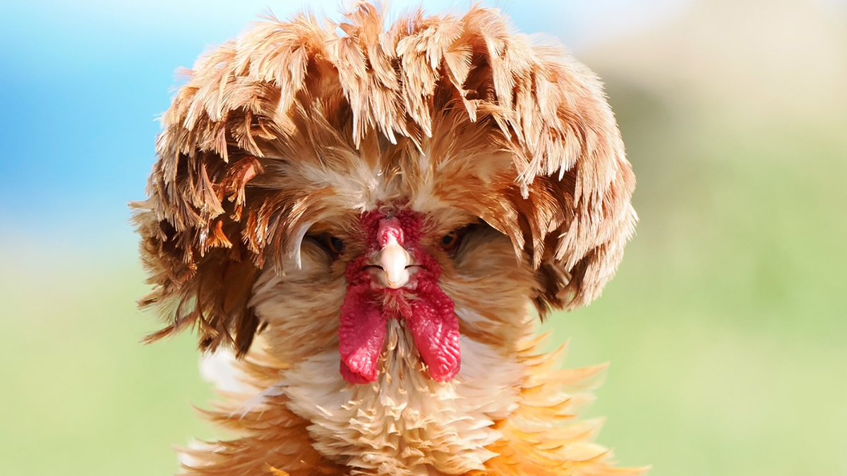 Ianskellyradio3's tweet image. Hell-O. Now, there’s a hairstyle. Your suggestions don’t have to be quite so coiffed, but hens, the sound of clucking in music, or something completely left field welcome on Essential Classic as we build a playlist today. Hear how I’m setting off the search at 10 @BBCRadio3.