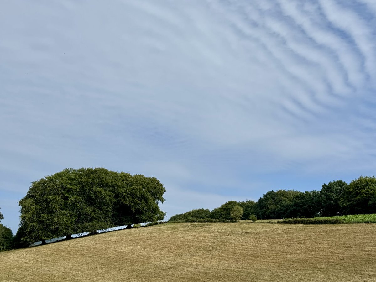 stancoddles's tweet image. Tree waves