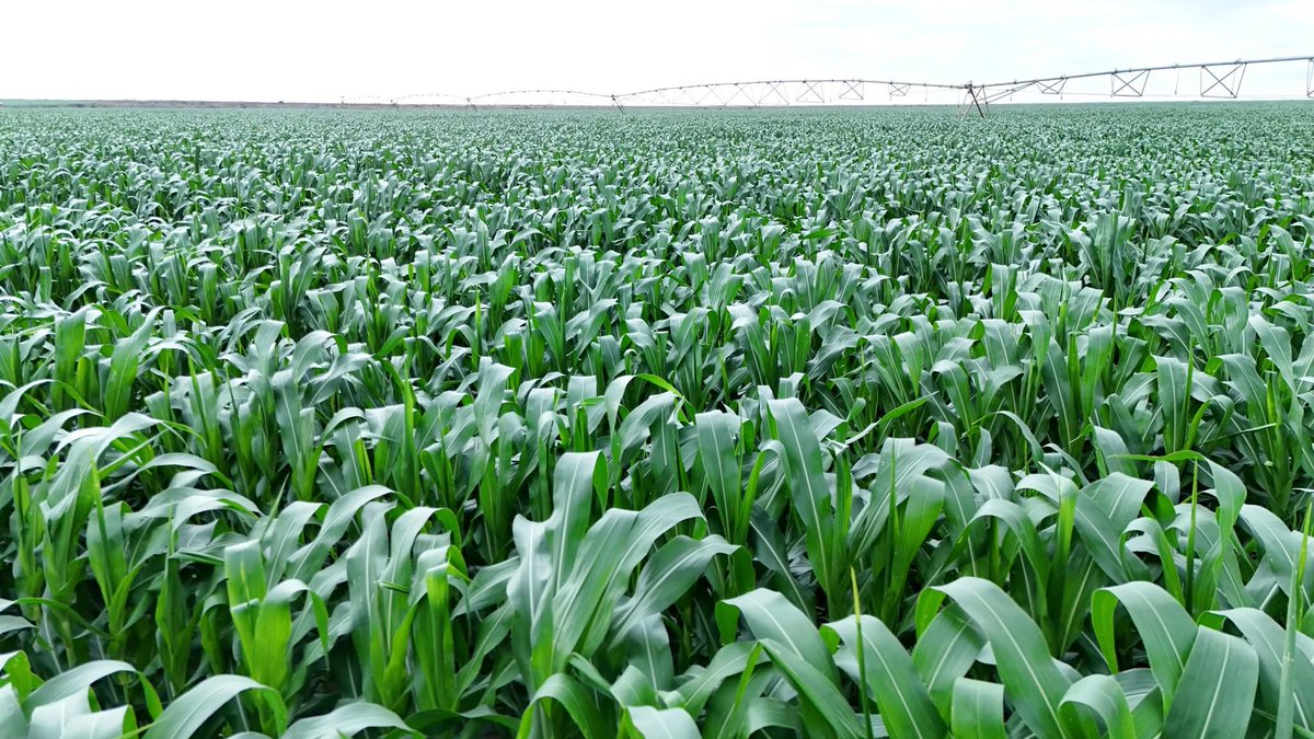 The Galana Kulalu was a sinkhole that all past administrations couldn't and failed to fix.

Today, the story speaks for itself as H.E President <a href="/WilliamsRuto/">William Samoei Ruto, PhD</a> turns it around.

“It always seems impossible until it’s done.” – Nelson Mandela.
#DeliveringThePlan