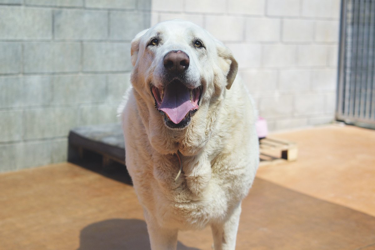 En Roc té 7 anys. Va perdre la seva família per un desnonament i ara viu al refugi. Encara és insegur, però agafa menjar de la mà i cada dia confia una mica més. Busquem-li una llar tranquil·la 🐾 📍 protectoramataro.org/adopta-un-anim…