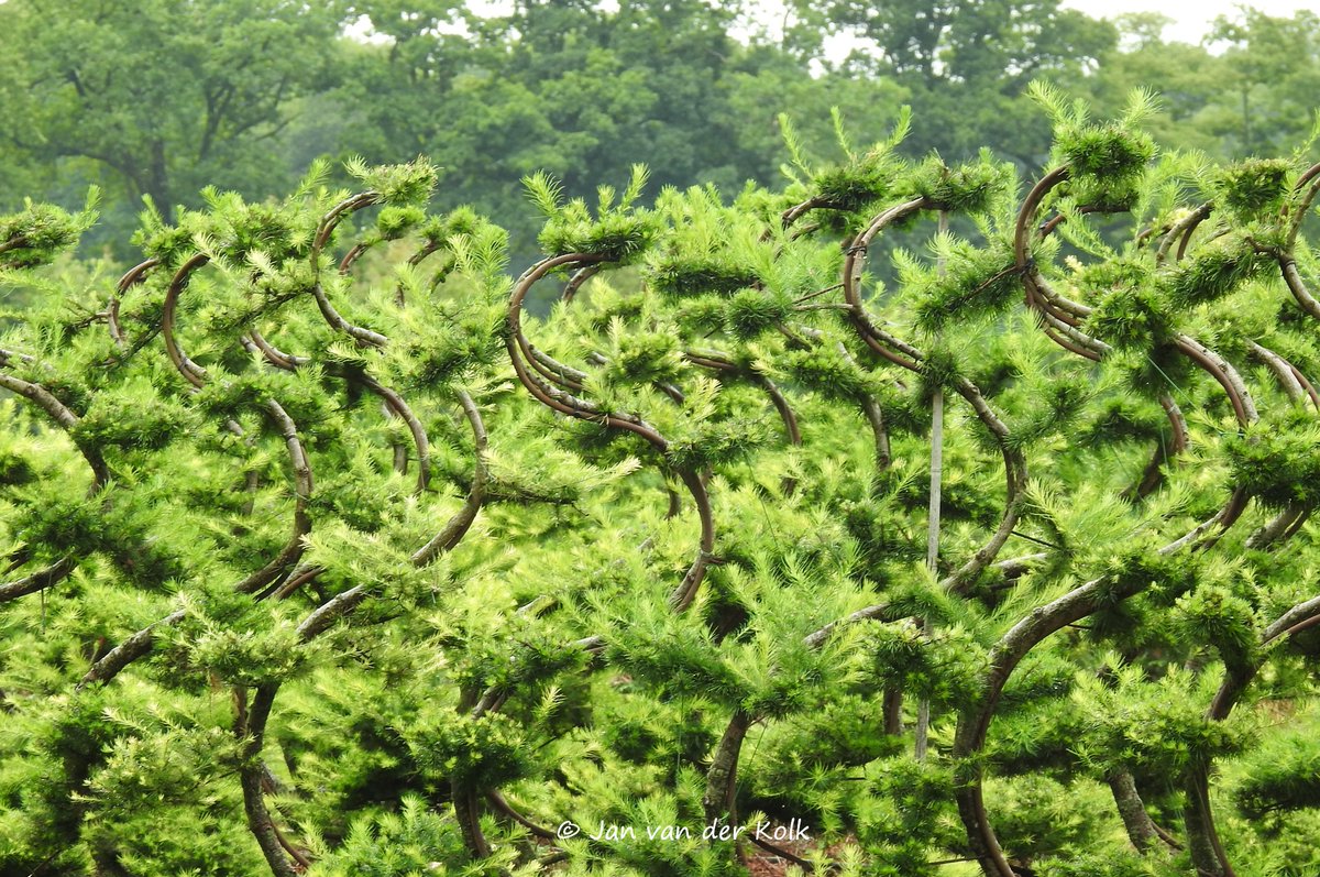 BekiekTwente's tweet photo. Aan de Hanenweg in #Saasveld #Soasel
#Dinkelland #Twente #BekiekTwente https://t.co/Dv0xdzkK46