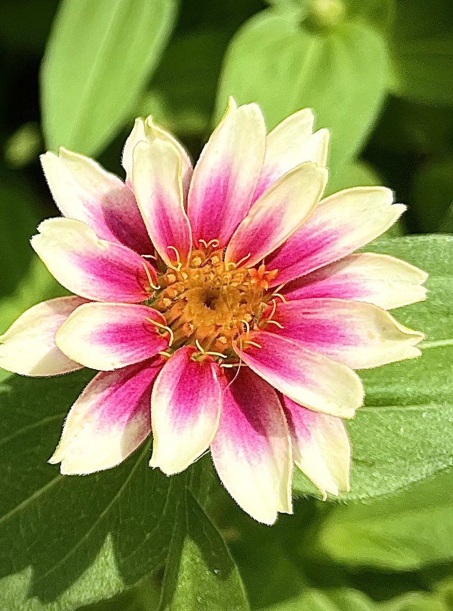 (❁ᴗ͈ˬᴗ͈)お疲れ様でしたぁ〜♪

今日もありがとう🌸
ゆっくりしてくださいね~🍀
夜も熱中症に注意です🥤

またあしたねぇ~ *˙︶˙*)ﾉ"

#ヒャクニチソウ