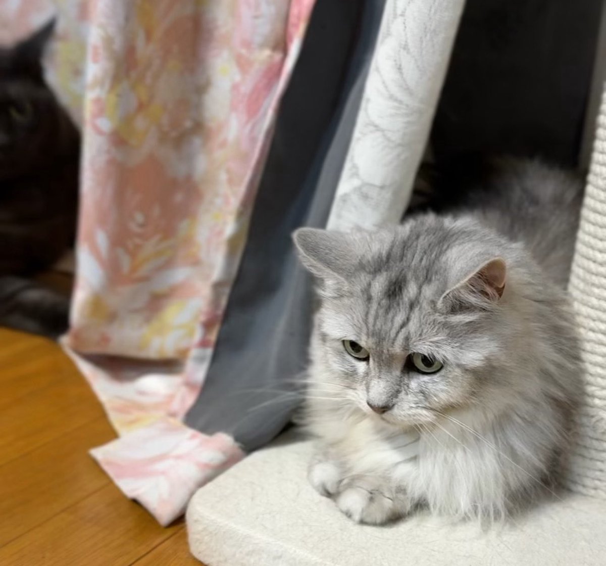 pet_gmist's tweet photo. 2匹目を迎える時、相性悪かったらどうしよう？という相談をよくうけます。

うちは、ドラちゃんとクロベエ…
実は仲良しではありません😂
でも他の子たちがないのも嫌なんです。
動物病院にいくときは、みんな心配してくるもの🤭 https://t.co/pJsXEbtAjK