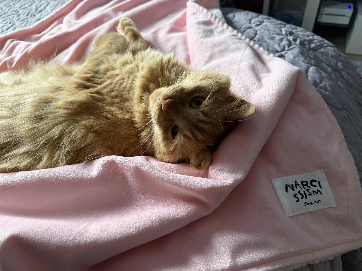 innerjae's tweet image. this diva loves my jaemin blanket sm